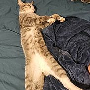 Taz joined the competition — help win amazing prizes! cat, tabby_cat, sleeping, stretching, bed, blanket, indoor, relaxed, feline, pet, cozy, fur, whiskers, paw, animal, cute, resting, domestic_animal, mammal, comfort