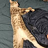 cat, tabby_cat, sleeping, stretching, bed, blanket, indoor, relaxed, feline, pet, cozy, fur, whiskers, paw, animal, cute, resting, domestic_animal, mammal, comfort