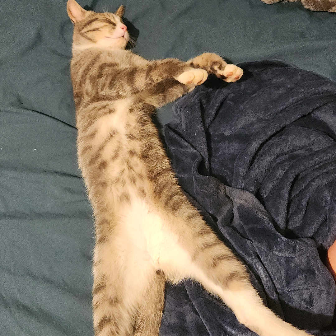 Taz