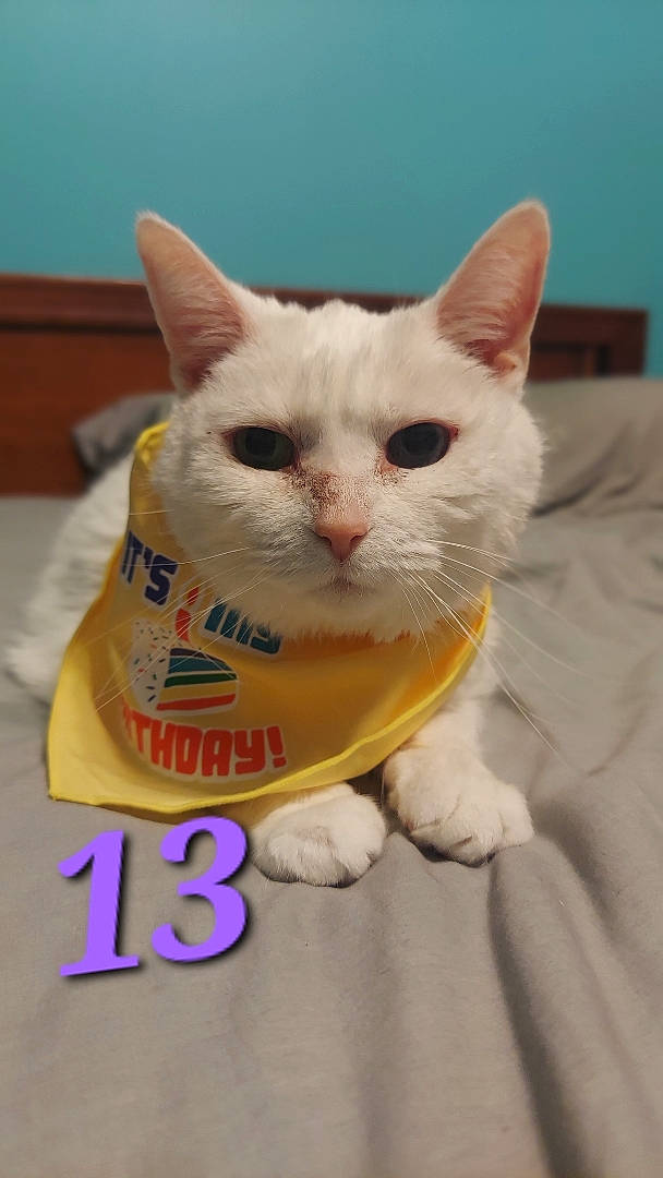 Angel-baby joined the competition — help win amazing prizes! cardboard, carnivore, cat, cat_supply, domestic_short_haired_cat, fawn, felidae, fur, packaging_and_labeling, paw, pet_food, pet_supply, photo_caption, small_to_medium_sized_cats, tail, whiskers