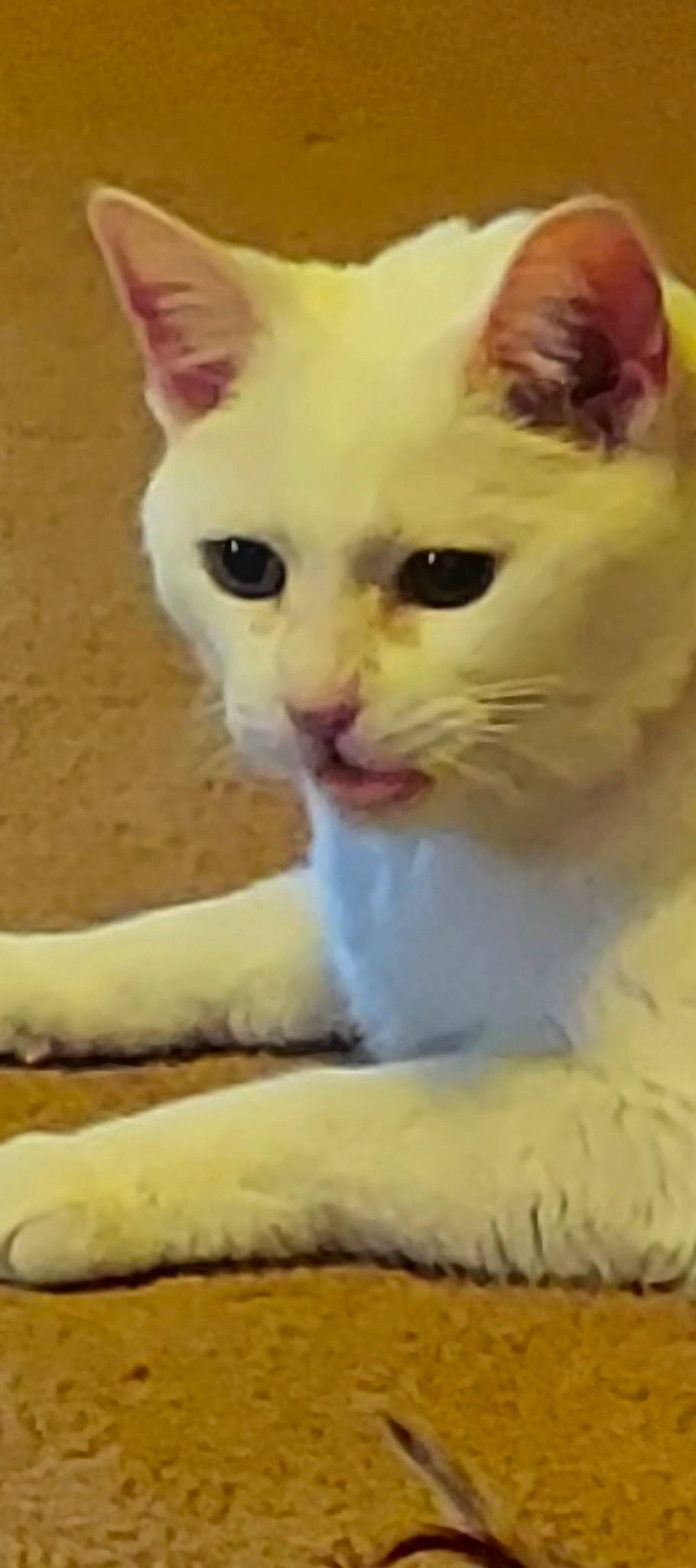 Angel-baby is registered to the contest to win money with this photo: carnivore, cat, domestic_short_haired_cat, felidae, fur, paw, small_to_medium_sized_cats, snout, surprised, tail, terrestrial_animal, whiskers