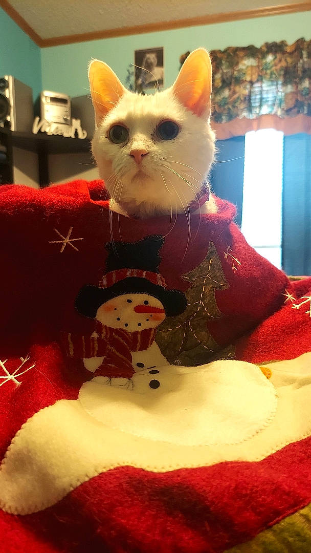 Angel-baby is registered to the contest to win money with this photo: art, carmine, carnivore, cat, cat_supply, domestic_short_haired_cat, event, fawn, felidae, fur, pattern, pet_supply, room, small_to_medium_sized_cats, snowman, tail, whiskers, white