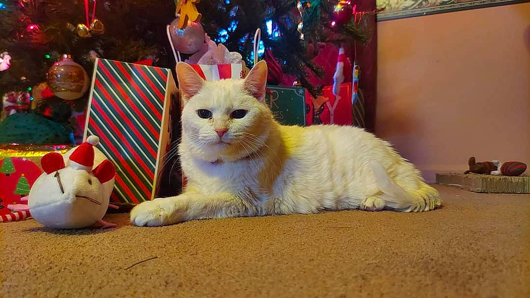 Angel-baby is registered to the contest to win money with this photo: carnivore, cat, christmas, christmas_decoration, christmas_eve, christmas_ornament, domestic_short_haired_cat, event, fawn, felidae, flooring, fur, holiday, interior_design, ornament, paw, small_to_medium_sized_cats, tail, whiskers, wood