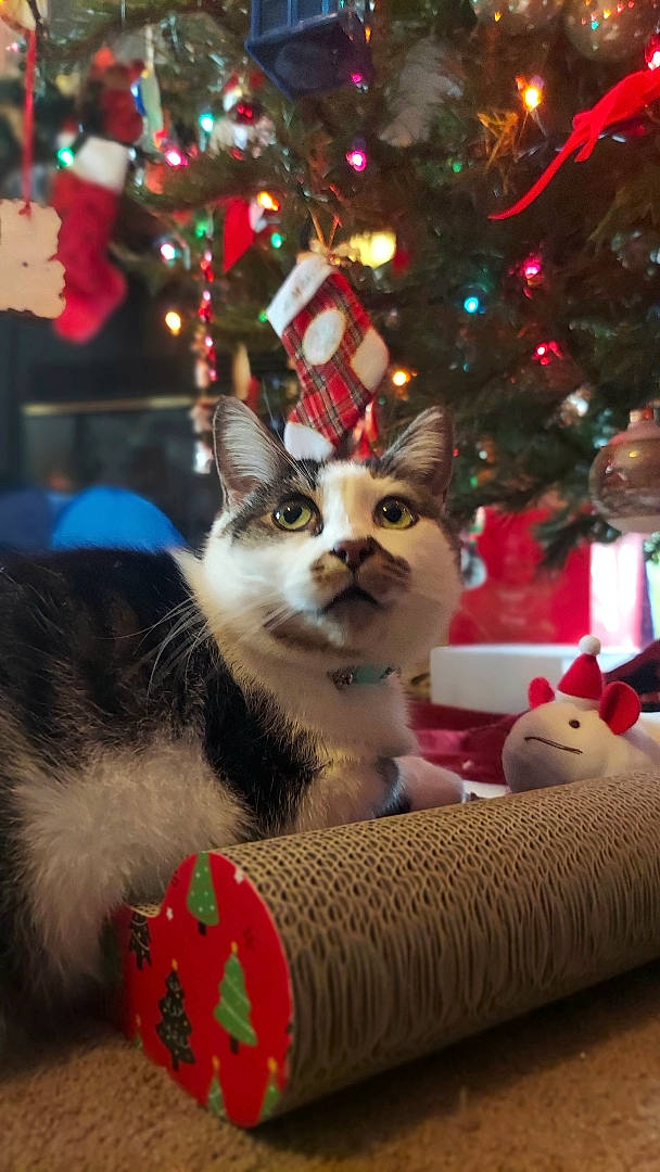 Elsa Mae joined the competition — help win amazing prizes! carnivore, cat, cat_supply, christmas, christmas_decoration, christmas_ornament, christmas_tree, domestic_short_haired_cat, event, fawn, felidae, fur, holiday, holiday_ornament, ornament, plant, small_to_medium_sized_cats, tail, tree, whiskers