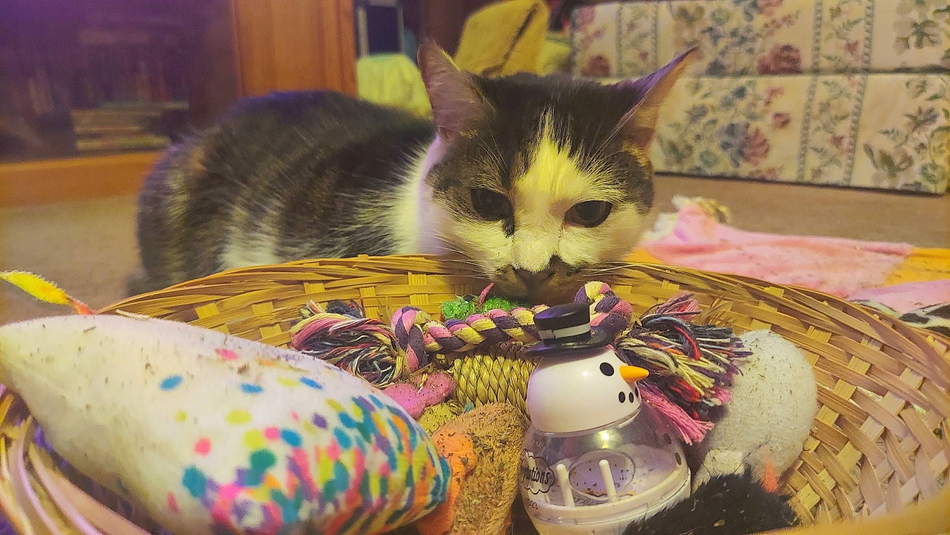 Elsa Mae joined the competition — help win amazing prizes! basket, carnivore, cat, cat_supply, comfort, domestic_short_haired_cat, felidae, fur, home_accessories, linens, paw, pet_supply, room, small_to_medium_sized_cats, tail, textile, thread, whiskers