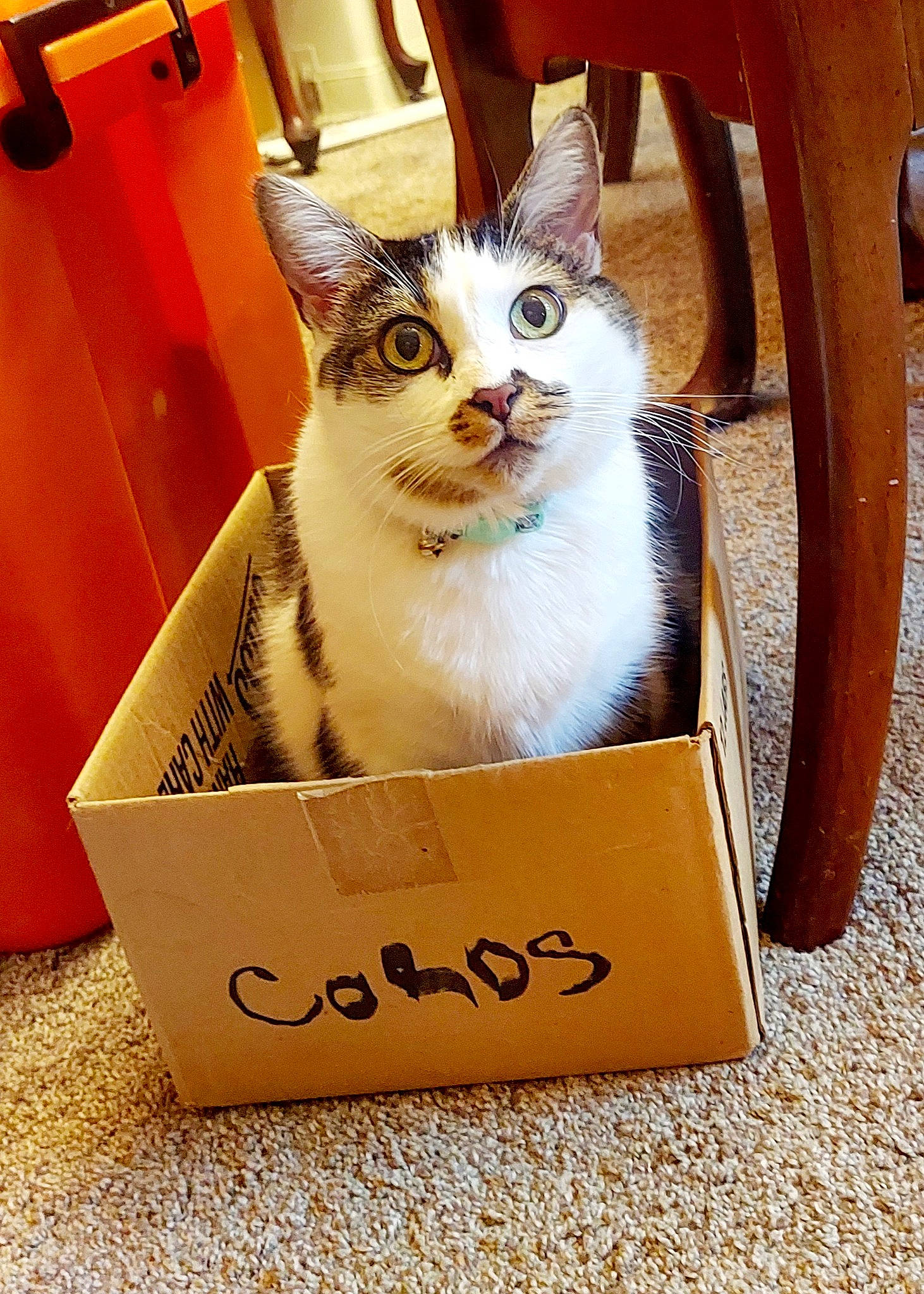 Elsa Mae joined the competition — help win amazing prizes! box, cardboard, carnivore, carton, cat, chair, domestic_short_haired_cat, fawn, felidae, fur, handwriting, packaging_and_labeling, packing_materials, pet_supply, rectangle, shipping_box, small_to_medium_sized_cats, snout, whiskers, wood