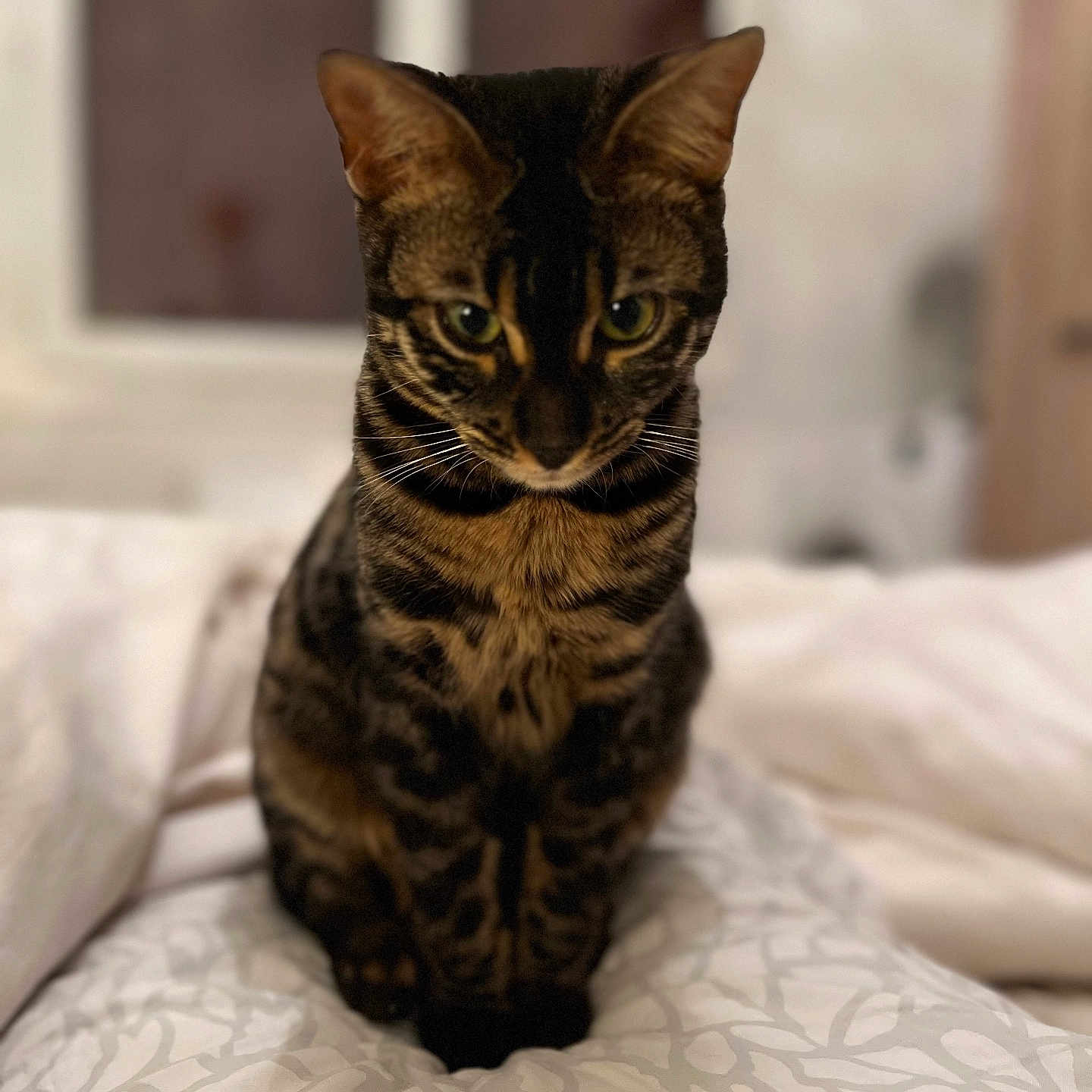 Violette participe au concours pour gagner de l'argent avec cette photo : abyssinian, animal, bed, bedroom, blanket, cat, couch, cushion, egyptiancat, furniture, homedecor, indoors, kitten, manx, pet, quilt, room