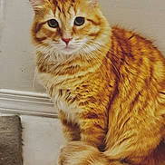 Semen is registered to the contest to win money with this photo: cat, orange_tabby, fluffy, sitting, indoor, floor, carpet, wall, fur, pet, animal, curious, whiskers, tail, closeup, feline, cute, domestic, portrait, calm