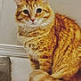 cat, orange_tabby, fluffy, sitting, indoor, floor, carpet, wall, fur, pet, animal, curious, whiskers, tail, closeup, feline, cute, domestic, portrait, calm