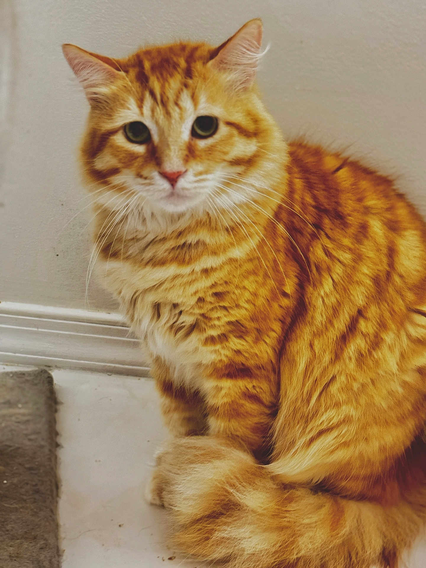 Semen is registered to the contest to win money with this photo: cat, orange_tabby, fluffy, sitting, indoor, floor, carpet, wall, fur, pet, animal, curious, whiskers, tail, closeup, feline, cute, domestic, portrait, calm