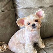 Mulya is registered to the contest to win money with this photo: dog, puppy, small_dog, fluffy, cute, pet, indoor, leather_couch, sitting, ears, fur, looking_up, animal, companion, domestic_animal, friendly, cute_pet, canine, young_dog, household_pet