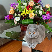 Grey joined the competition — help win amazing prizes! cat, gray_cat, orange_eyes, glass_table, flower_bouquet, roses, yellow_lilies, purple_flowers, green_leaves, wooden_floor, living_room, couch, indoor, pet, furniture, relaxing, sitting, close_up, colorful, decor