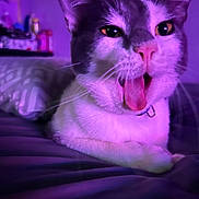 Scarface is registered to the contest to win money with this photo: animal, bed, cat, close_up, collar, cute, domestic_cat, expression, face, fur, indoor, mammal, mouth_open, pet, pillow, purple_light, relaxed, sleepy, tongue_out, whiskers