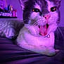 animal, bed, cat, close_up, collar, cute, domestic_cat, expression, face, fur, indoor, mammal, mouth_open, pet, pillow, purple_light, relaxed, sleepy, tongue_out, whiskers