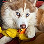 animal, blue_eyes, close_up, companion, couch, cute, dog, fluffy, fur, home, husky, indoor, paw, pet, playing, puppy, relaxed, rubber_chicken, snout, toy