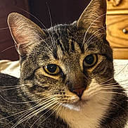 Tyler is registered to the contest to win money with this photo: animal, bed, cat, close_up, cute, domestic_cat, ears, feline, fur, household, indoor, mammal, nose, pet, portrait, relaxed, resting, tabby, whiskers, yellow_eyes