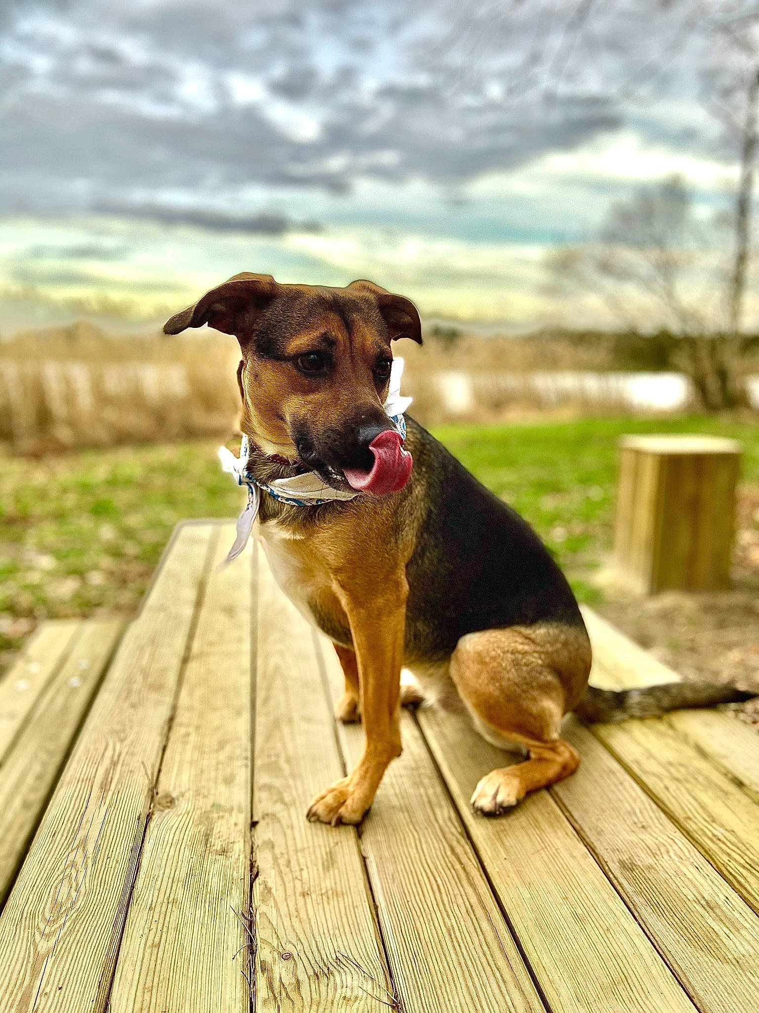 Lunea a rejoint le concours — aidez-le/la à gagner de superbes lots ! canidae, carnivore, cloud, collar, companion_dog, dog, dog_breed, dog_collar, fawn, grass, leash, pet_supply, plant, sky, snout, sporting_group, tail, wood, working_animal, working_dog