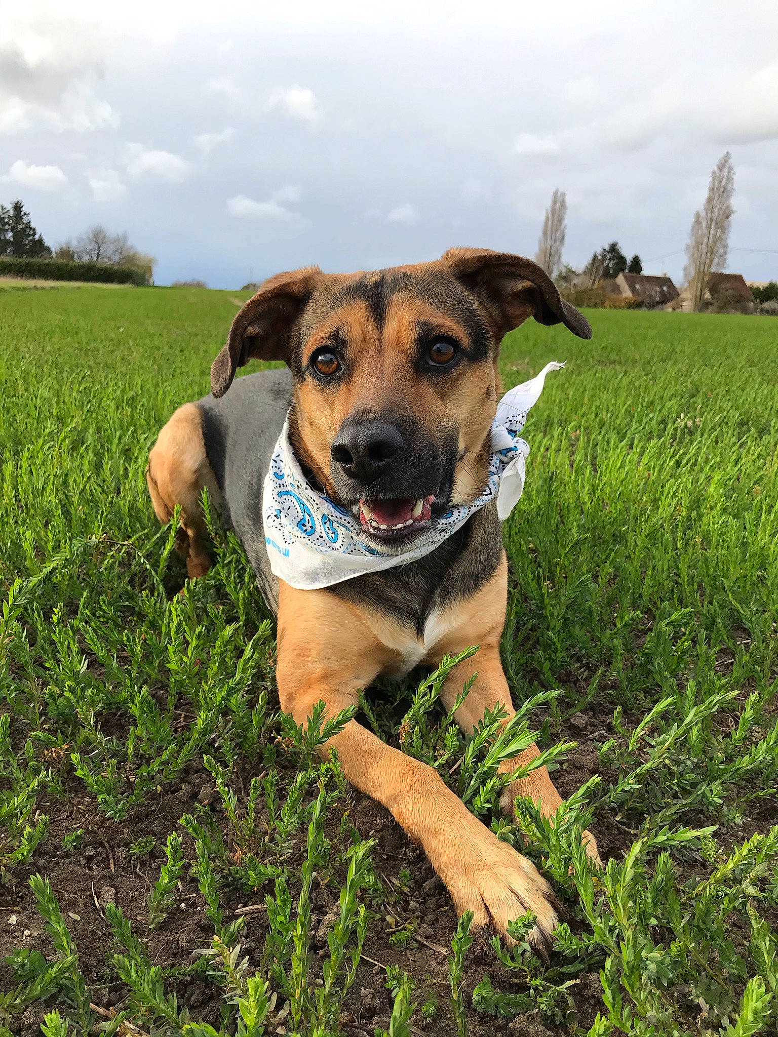 Lunea a rejoint le concours — aidez-le/la à gagner de superbes lots ! adventure, carnivore, cloud, collar, companion_dog, dog, dog_breed, dog_collar, fawn, grass, grassland, landscape, pasture, plant, prairie, sky, snout, sporting_group, tree, working_animal