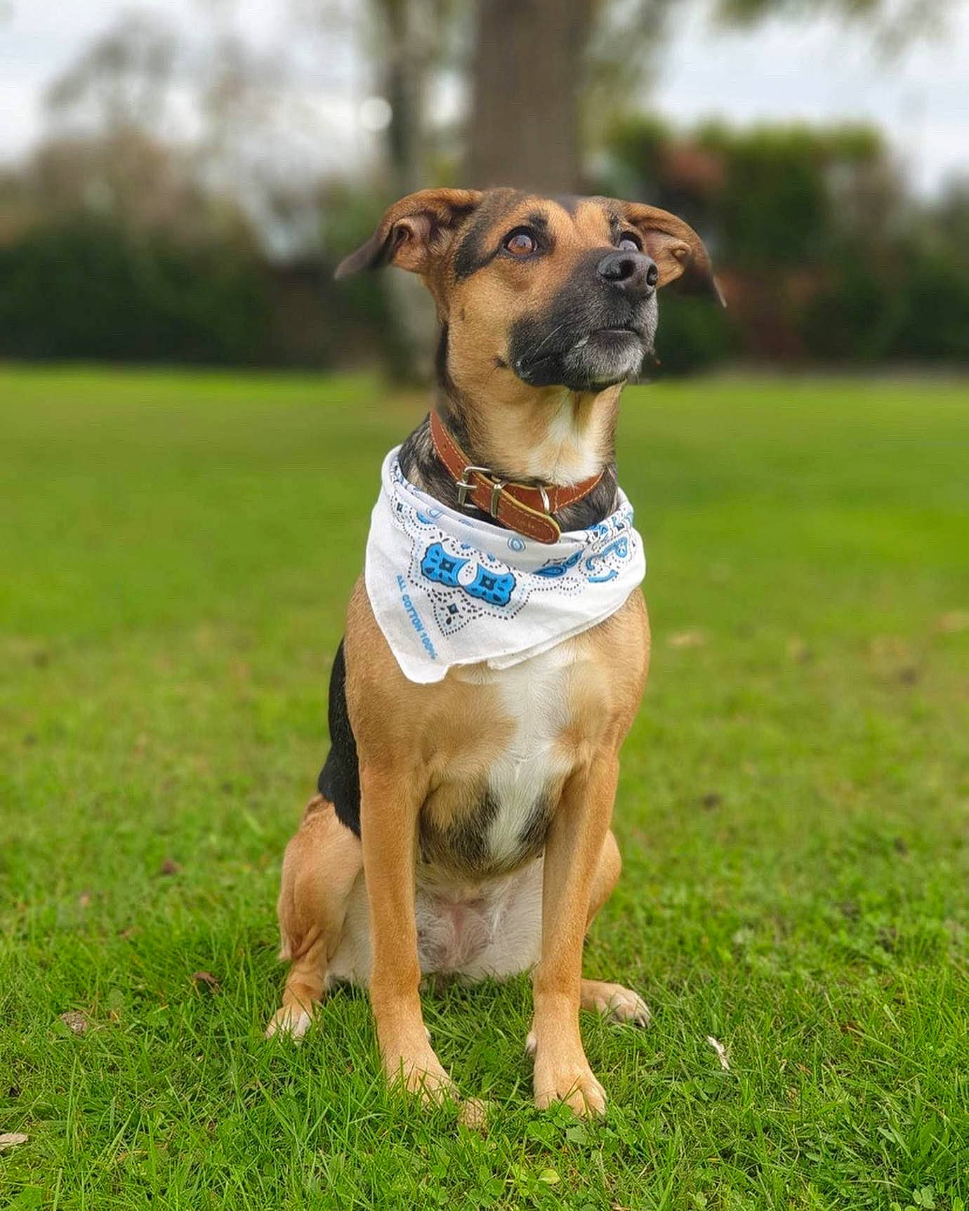 Lunea a rejoint le concours — aidez-le/la à gagner de superbes lots ! canidae, carnivore, collar, companion_dog, dog, dog_breed, dog_clothes, dog_collar, dog_supply, fawn, grass, liver, pet_supply, plant, sighthound, sky, snout, sporting_group, tree, working_animal