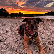 Lulu a rejoint le concours — aidez-le/la à gagner de superbes lots ! dog, beach, sunset, sand, collar, water, sky, clouds, trees, outdoor, nature, animal, canine, happy, panting, landscape, scenic, evening, relaxing, pet