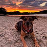 dog, beach, sunset, sand, collar, water, sky, clouds, trees, outdoor, nature, animal, canine, happy, panting, landscape, scenic, evening, relaxing, pet