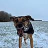 Lulu participe au concours pour gagner de l'argent avec cette photo : dog, snow, outdoor, field, grass, winter, animal, pet, playful, leaping, jacket, canine, nature, cold, fur, mouth_open, excited, tree, sky, daytime