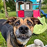 Lulu participe au concours pour gagner de l'argent avec cette photo : dog, close_up, outdoor, grass, playground, toy, face, pets, animal, ears, nose, teeth, expression, nature, daylight, play, fun, cute, canine, background