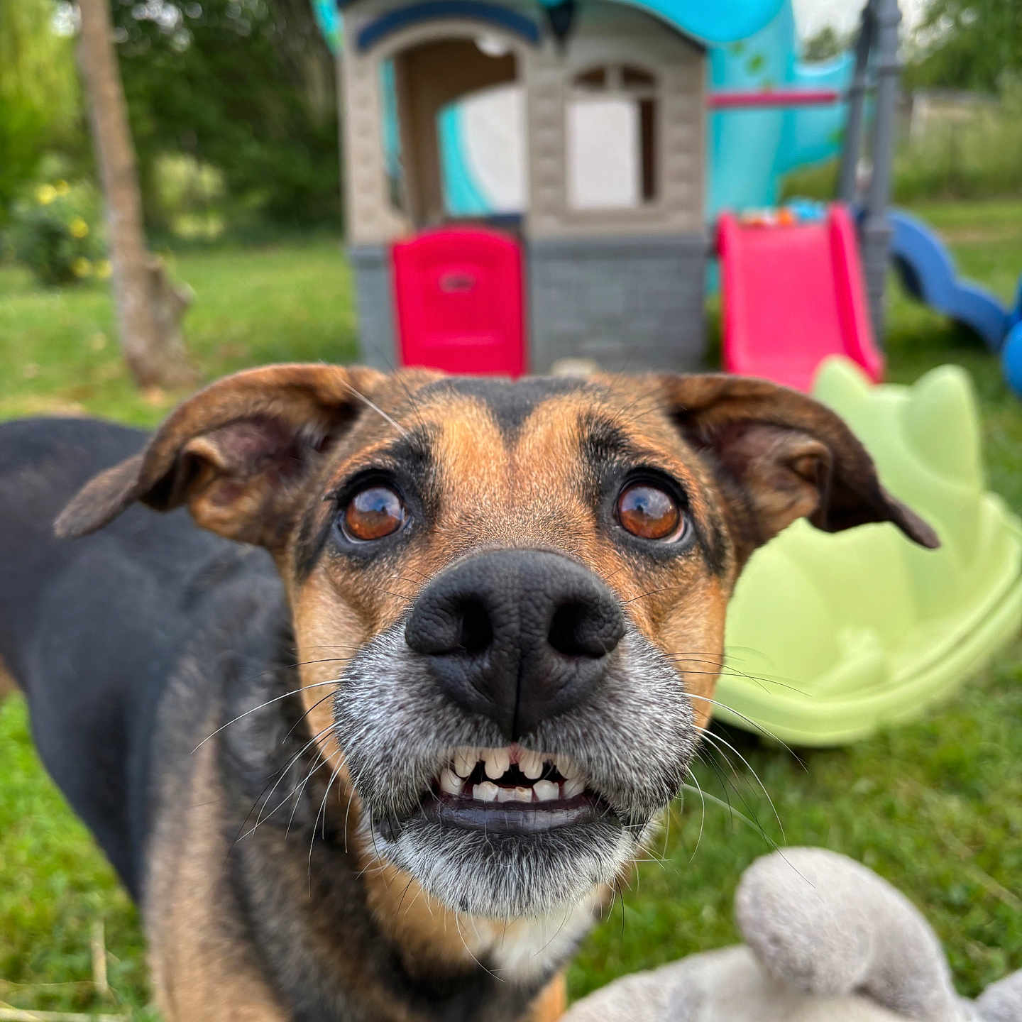 Lulu participe au concours pour gagner de l'argent avec cette photo : dog, close_up, outdoor, grass, playground, toy, face, pets, animal, ears, nose, teeth, expression, nature, daylight, play, fun, cute, canine, background