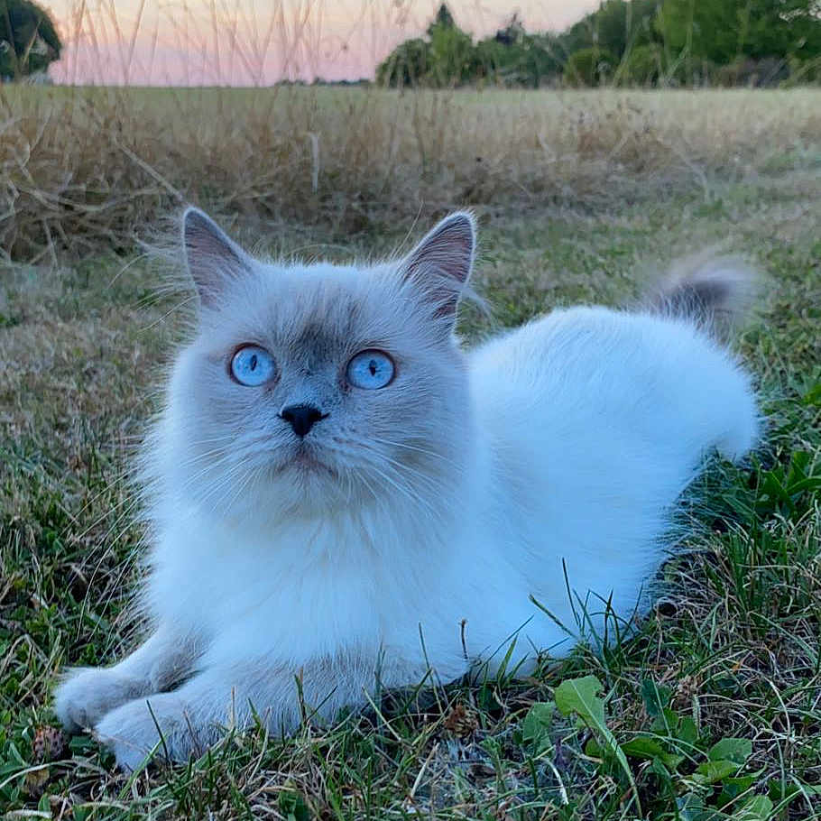 Mia