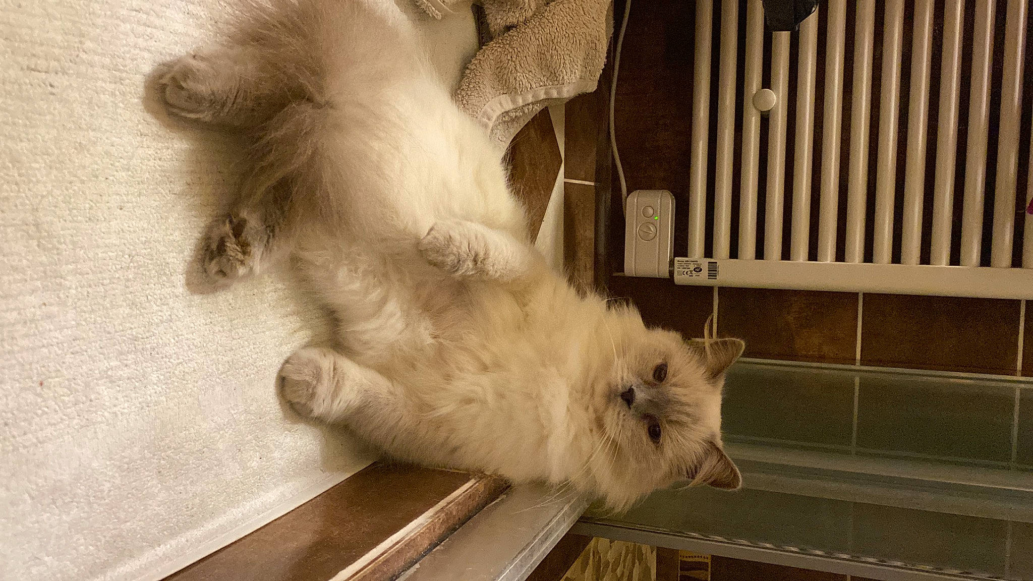 Mia a rejoint le concours — aidez-le/la à gagner de superbes lots ! canidae, carnivore, cat, claw, comfort, companion_dog, fawn, felidae, flooring, fur, hardwood, monochrome, paw, room, small_to_medium_sized_cats, snout, tail, vertebrate, whiskers, wood