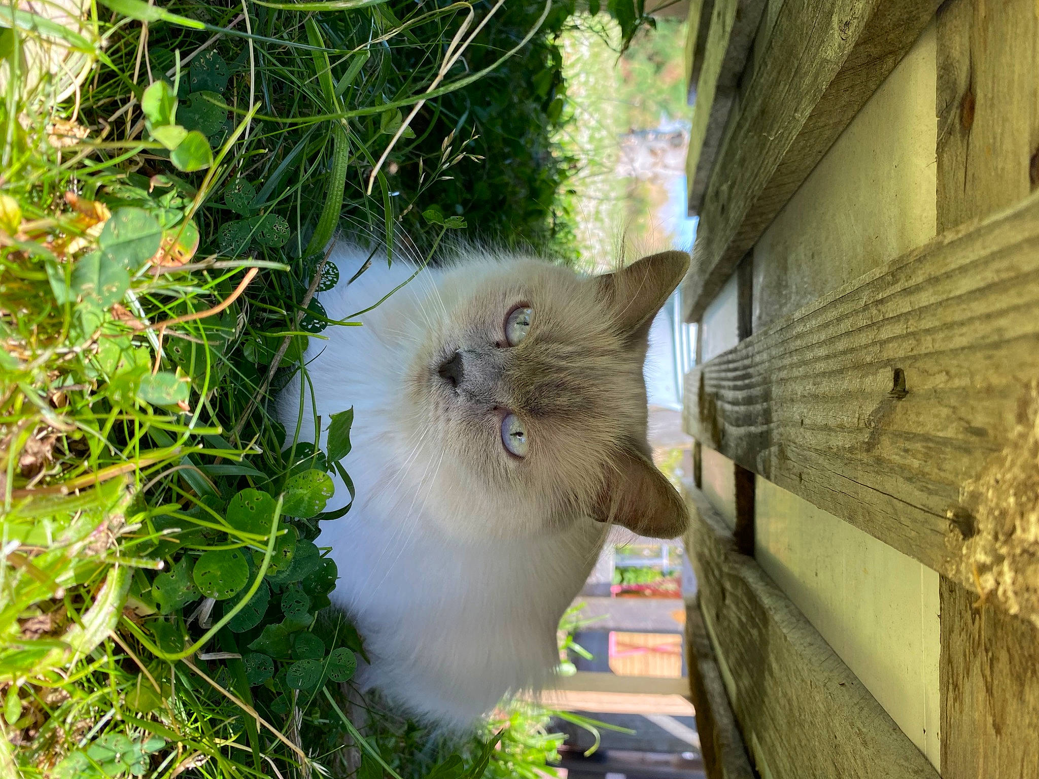 Mia participe au concours pour gagner de l'argent avec cette photo : carnivore, cat, eye, fawn, felidae, fur, grass, groundcover, herb, palm_tree, plant, small_to_medium_sized_cats, snout, tail, terrestrial_animal, tree, whiskers, wildlife, wood