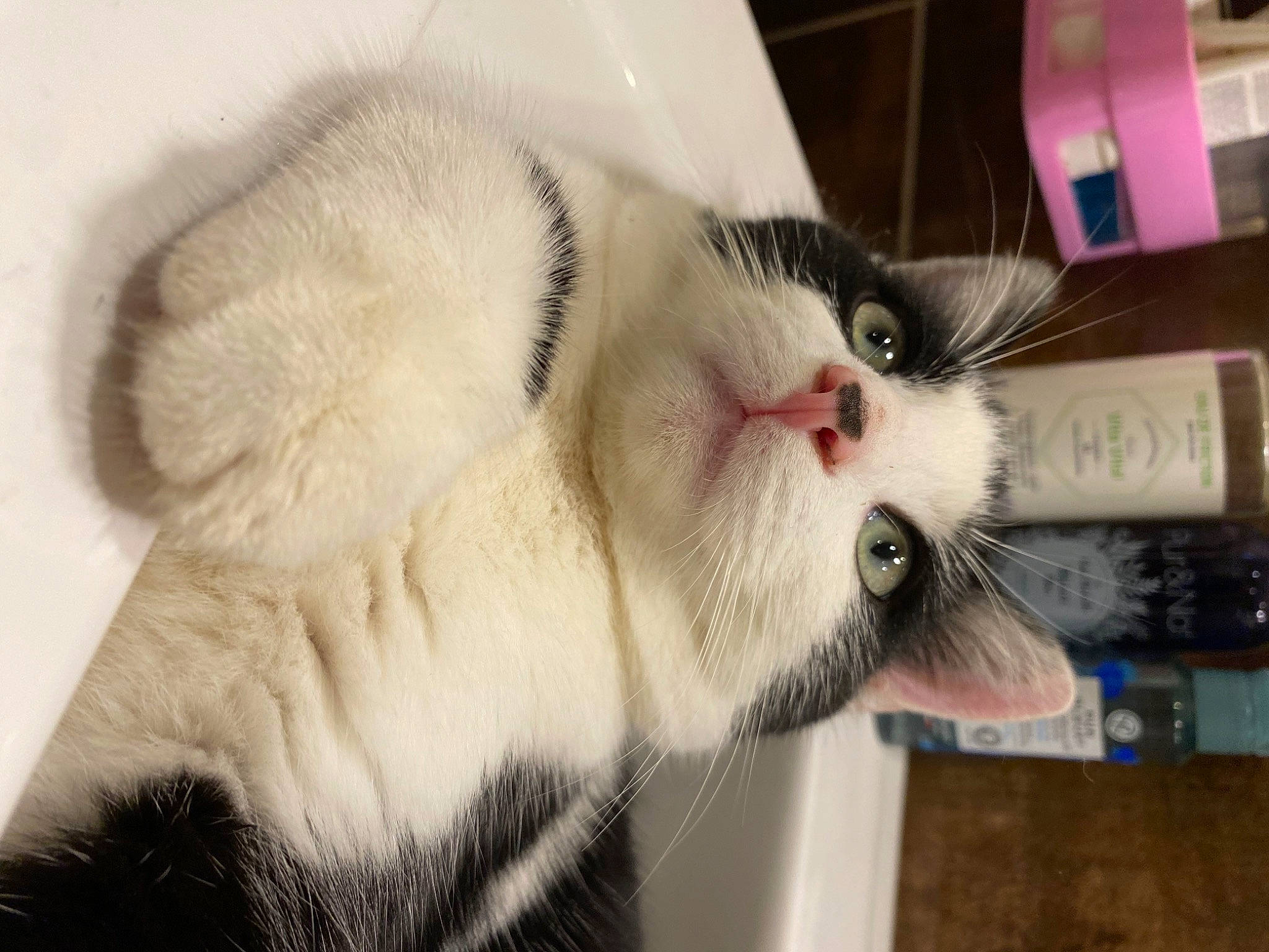 Piwi participe au concours pour gagner de l'argent avec cette photo : animal_shelter, carnivore, cat, claw, collar, domestic_short_haired_cat, fang, felidae, fur, paw, small_to_medium_sized_cats, snout, tail, whiskers