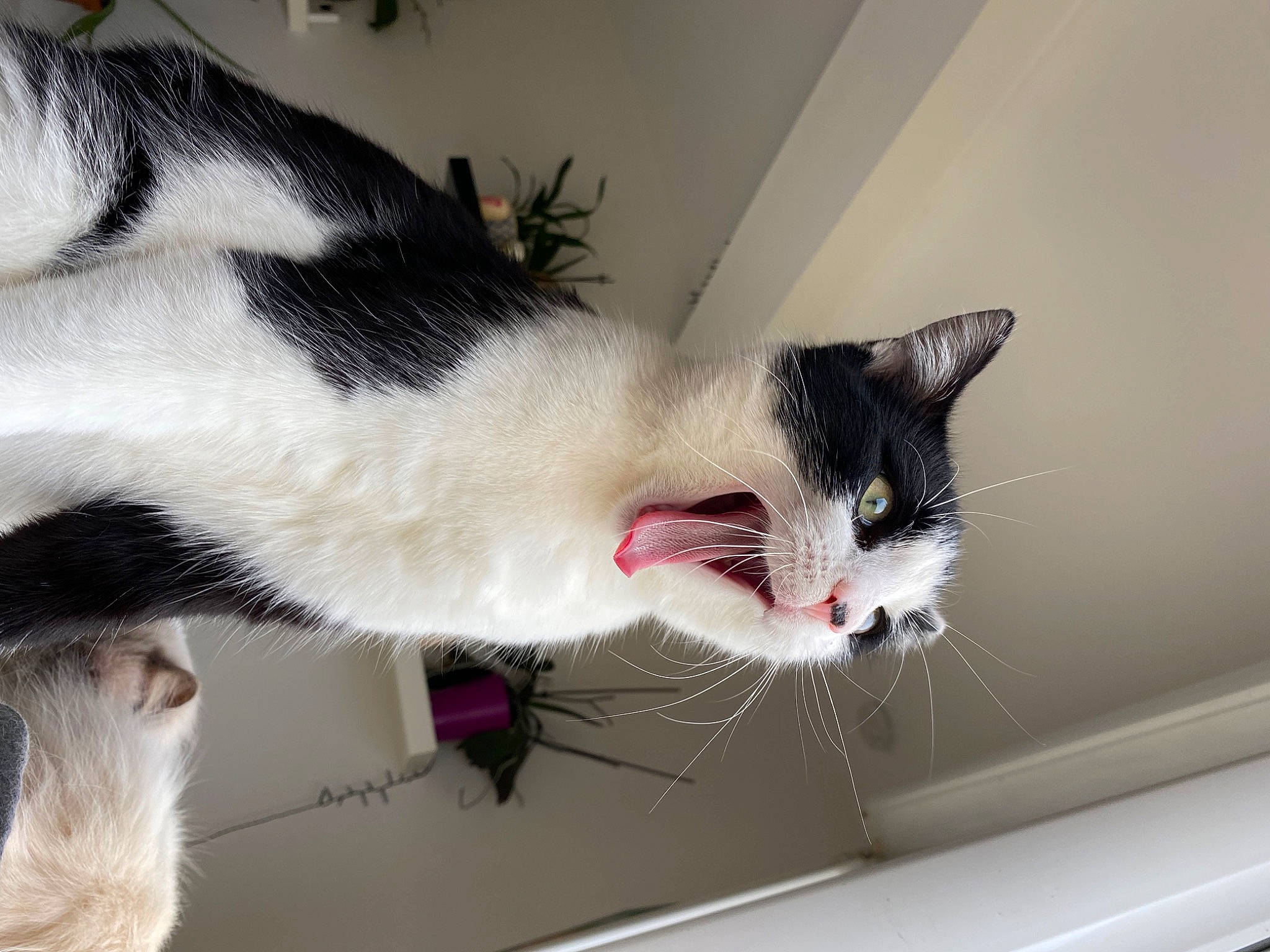 Piwi participe au concours pour gagner de l'argent avec cette photo : carnivore, cat, domestic_short_haired_cat, felidae, fur, small_to_medium_sized_cats, snout, tail, whiskers