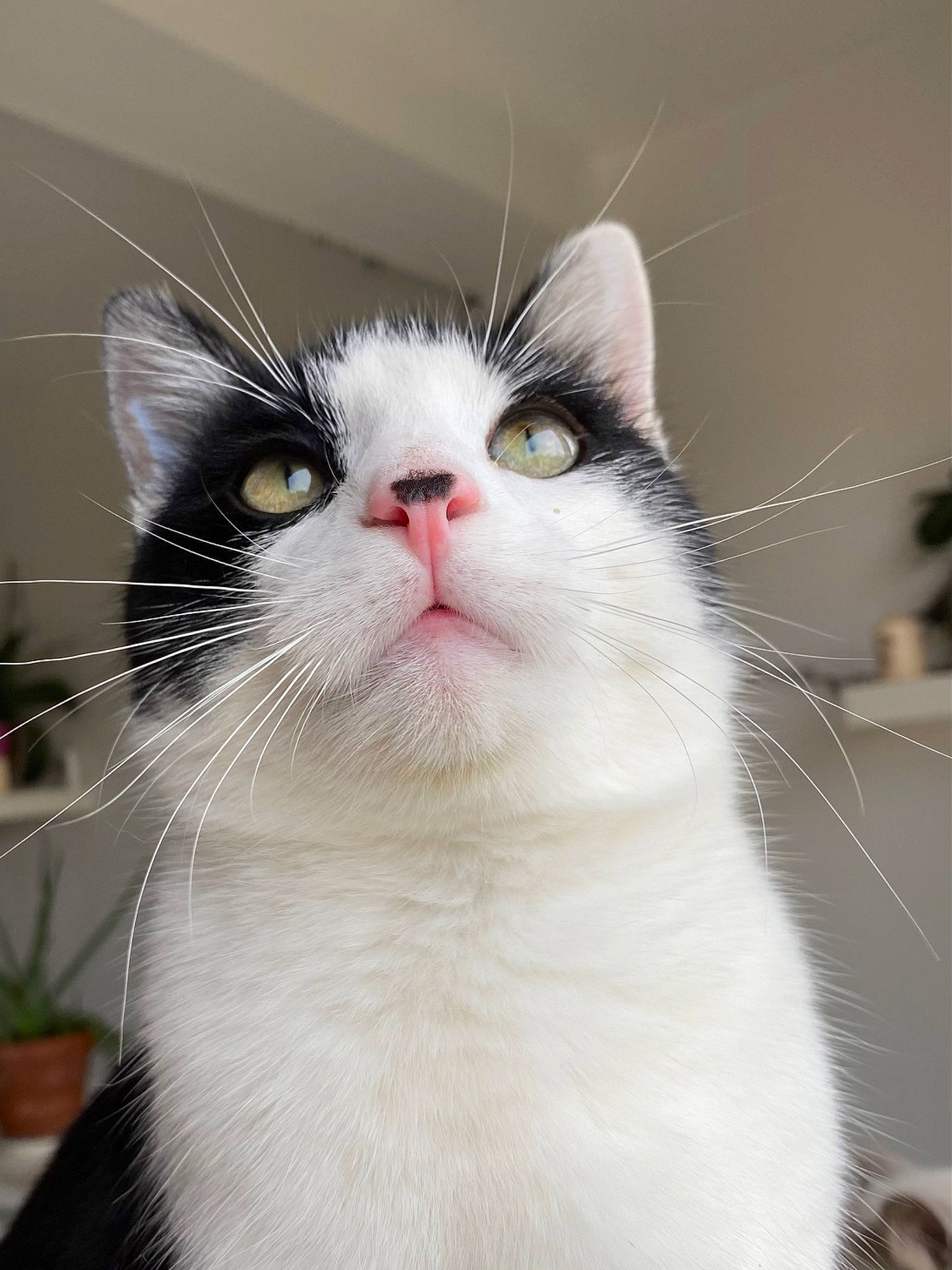 Piwi a rejoint le concours — aidez-le/la à gagner de superbes lots ! carnivore, cat, domestic_short_haired_cat, felidae, flowerpot, fur, houseplant, small_to_medium_sized_cats, snout, terrestrial_animal, whiskers, window
