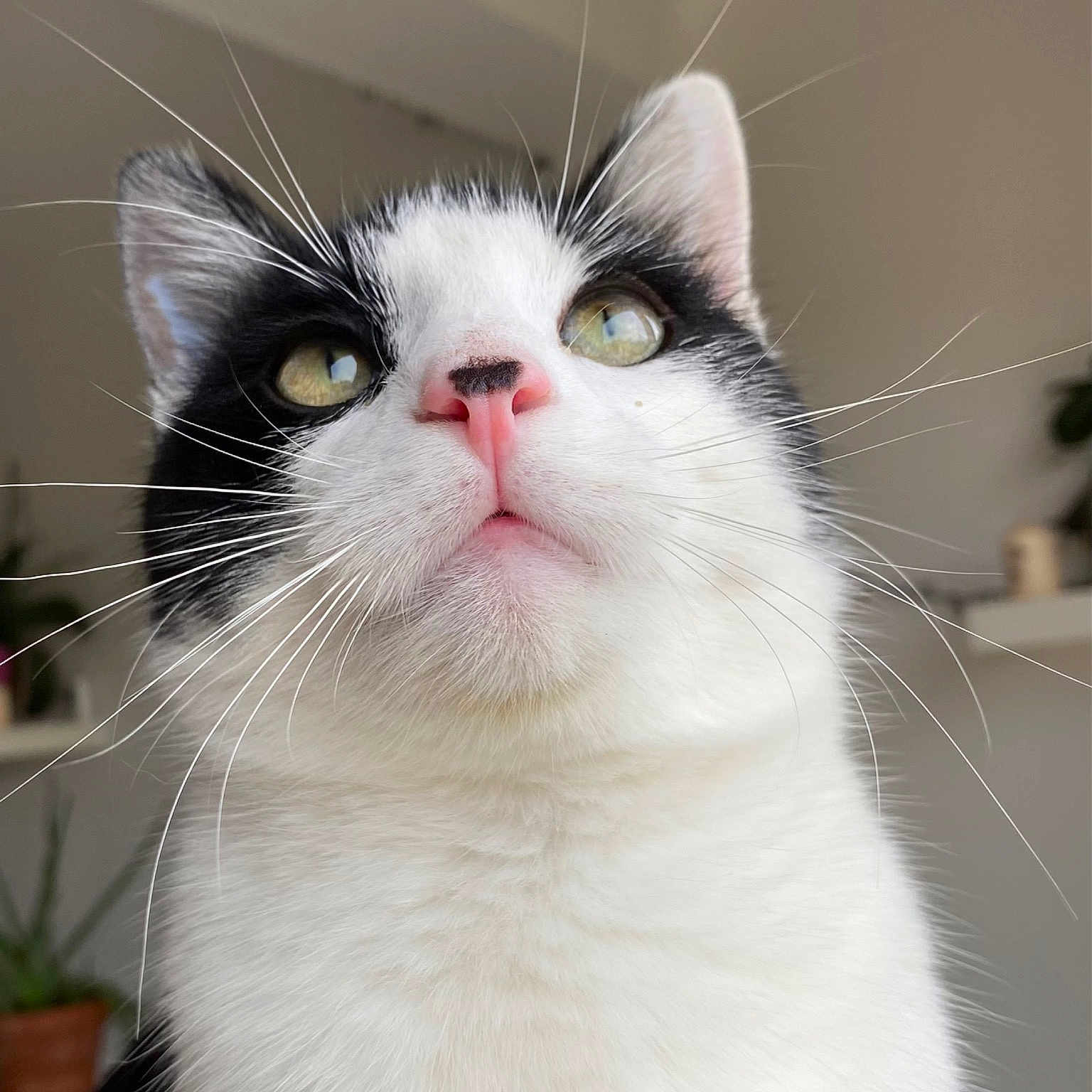 Piwi