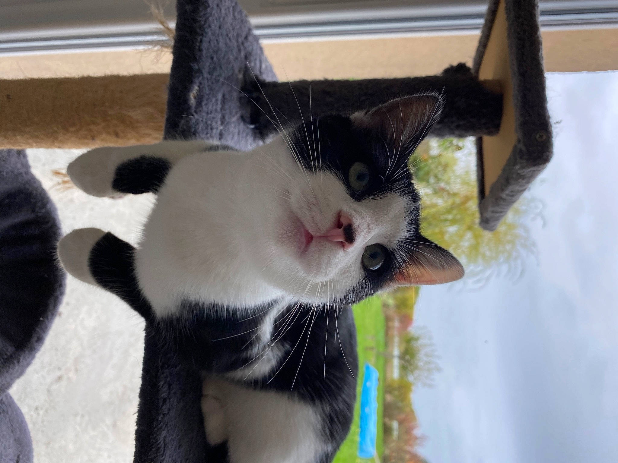 Piwi a rejoint le concours — aidez-le/la à gagner de superbes lots ! carnivore, cat, claw, collar, dog_breed, domestic_short_haired_cat, fang, felidae, fur, paw, plant, small_to_medium_sized_cats, snout, tail, terrestrial_animal, tree, whiskers