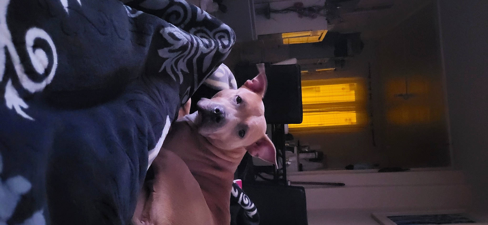 Kiara participe au concours pour gagner de l'argent avec cette photo : animation, carnivore, comfort, companion_dog, dog, dog_breed, fawn, fictional_character, fur, games, gesture, jaw, mammal, purple, snout, sunglasses, toy, toy_dog, whiskers, working_animal