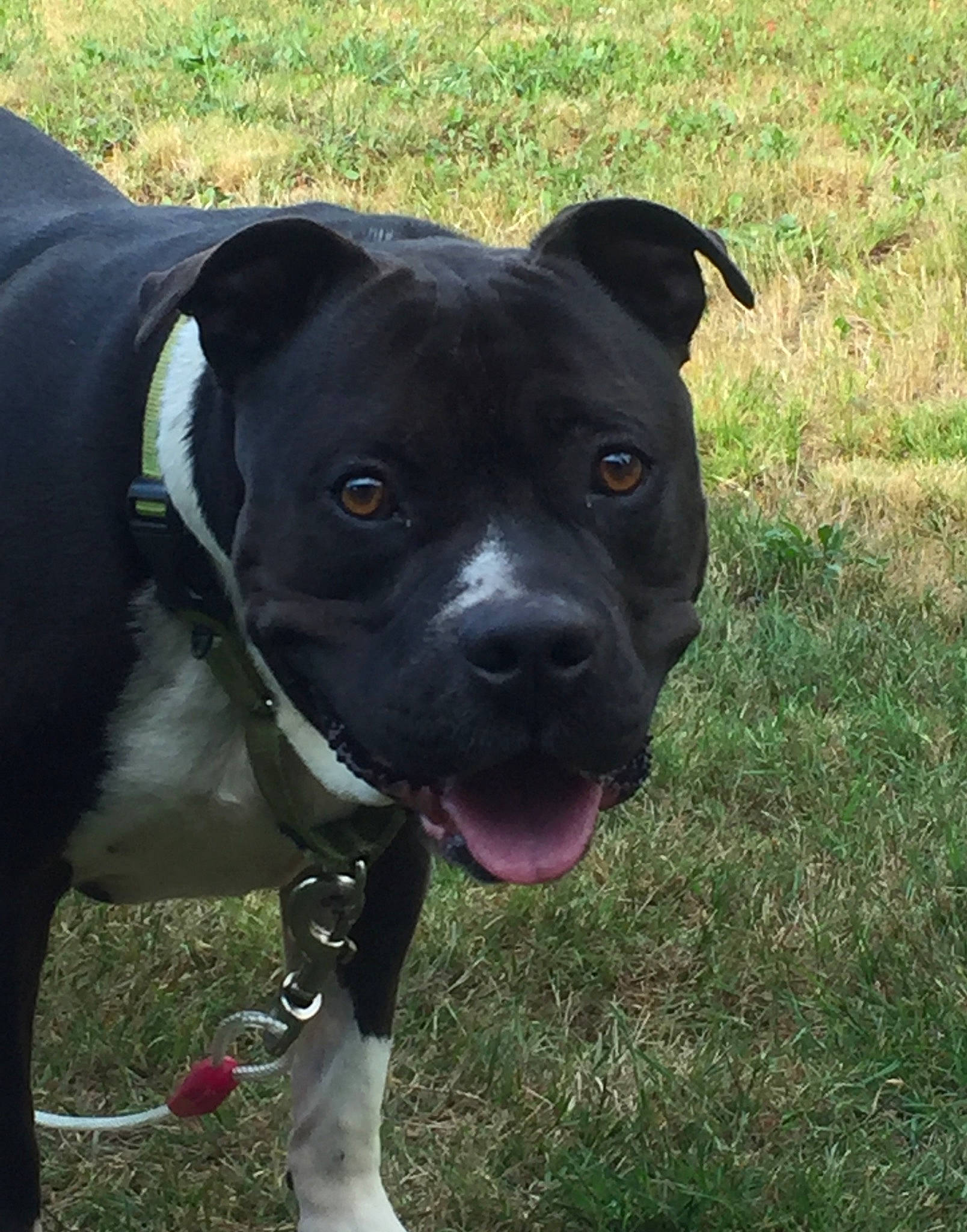 Cooper joined the competition — help win amazing prizes! alaunt, american_pit_bull_terrier, american_staffordshire_terrier, bandog, bull_and_terrier, canidae, carnivore, companion_dog, dog, dog_breed, mammal, molosser, non_sporting_group, pit_bull, rare_breed_dog, snout, sporting_group, staffordshire_bull_terrier, terrier, vertebrate