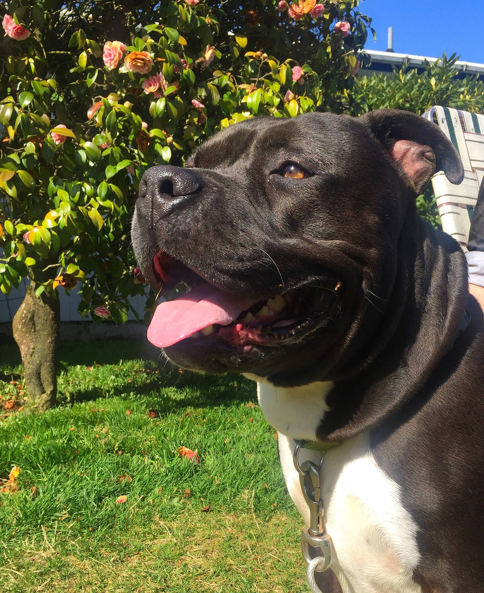 Cooper joined the competition — help win amazing prizes! alano_espanol, alaunt, american_pit_bull_terrier, american_staffordshire_terrier, bandog, bully_kutta, canidae, carnivore, cordoba_fighting_dog, dog, dog_breed, grass, mammal, molosser, non_sporting_group, perro_de_presa_canario, pit_bull, snout, sporting_group, vertebrate