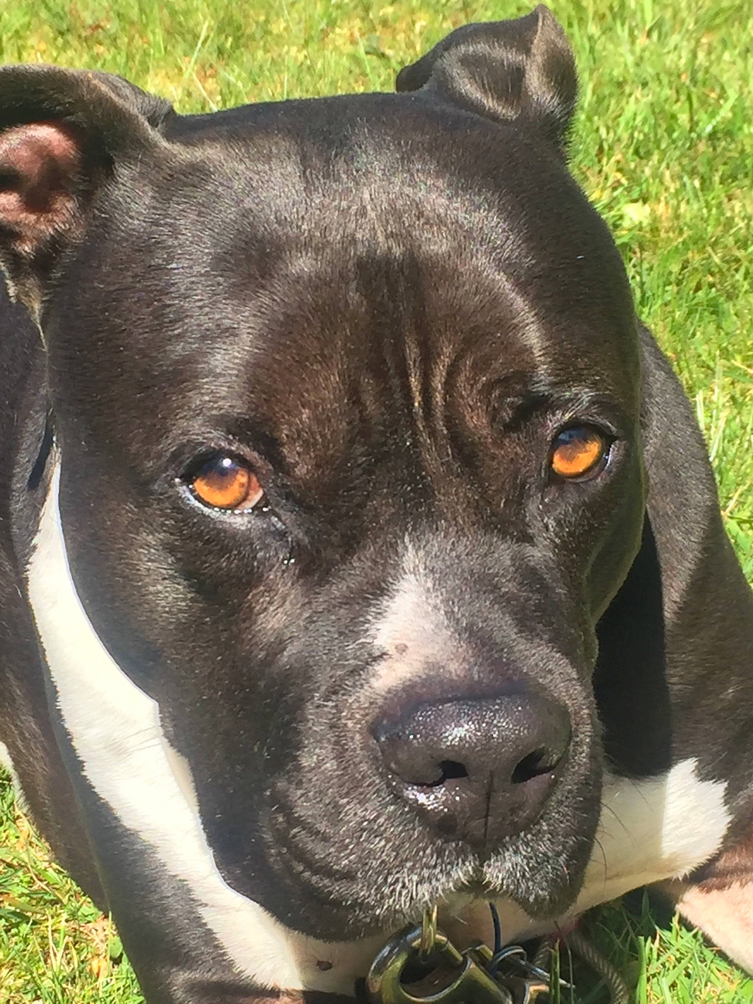 Cooper joined the competition — help win amazing prizes! alano_espanol, alaunt, american_pit_bull_terrier, american_staffordshire_terrier, bandog, canidae, carnivore, dog, dog_breed, grass, mammal, molosser, non_sporting_group, nose, rare_breed_dog, snout, sporting_group, staffordshire_bull_terrier, vertebrate, whiskers