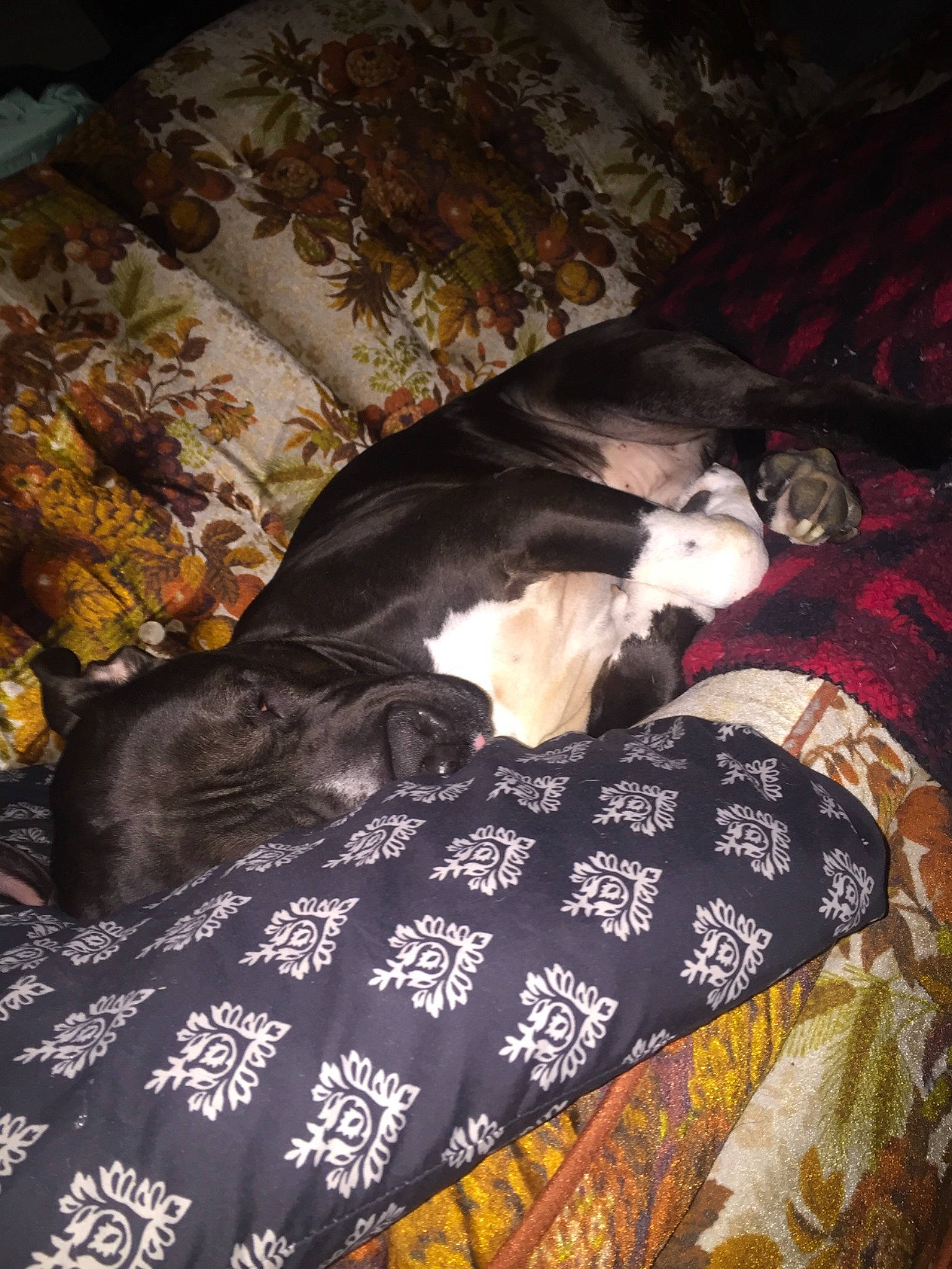 Cooper joined the competition — help win amazing prizes! bed, bed_sheet, bedroom, canidae, carnivore, dog, dog_breed, furniture, non_sporting_group, room, sporting_group