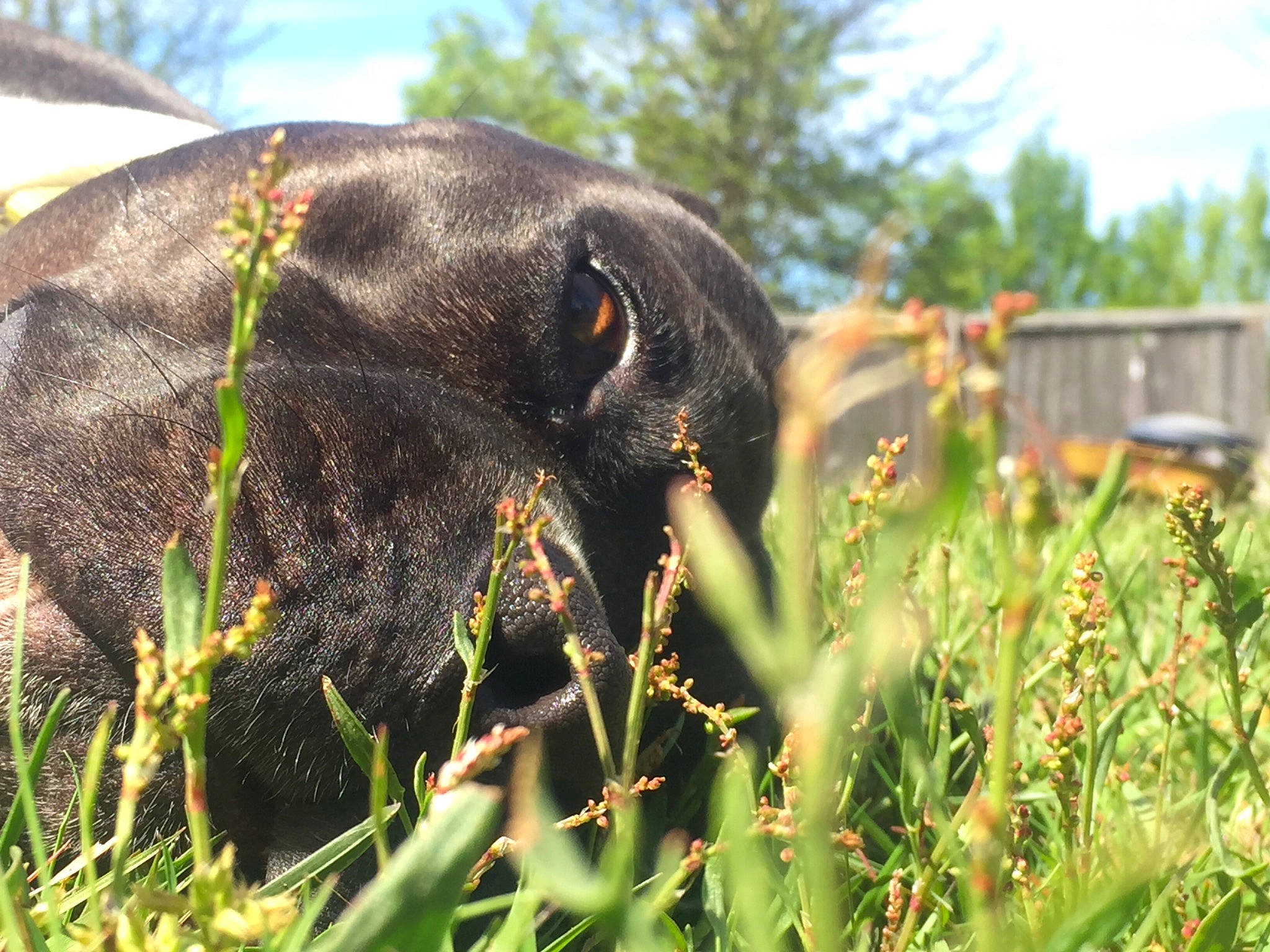 Cooper joined the competition — help win amazing prizes! canidae, grass, grass_family, grazing, pasture, plant, snout, sporting_group, working_animal