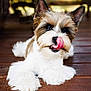 Moose joined the competition — help win amazing prizes! dog, puppy, tongue, licking, fur, brown, white, pet, animal, cute, fluffy, ears, wooden_floor, lying_down, closeup, adorable, playful, face, nose, paw