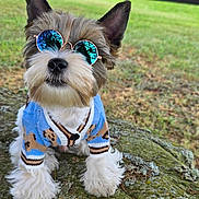 Moose joined the competition — help win amazing prizes! dog, sunglasses, blue_sweater, outdoor, grass, rock, tree, fence, pet, cute, small_dog, fluffy, canine, nature, sunlight, portrait, animal, fashion, accessory, sitting