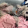 animal, cozy, curly_fur, cute, dog, fur, gray_clothing, hoodie, indoor, lying_down, mammal, pet, pink_blanket, playful, plush_toy, relaxed, resting, small_dog, soft_texture, tongue_out