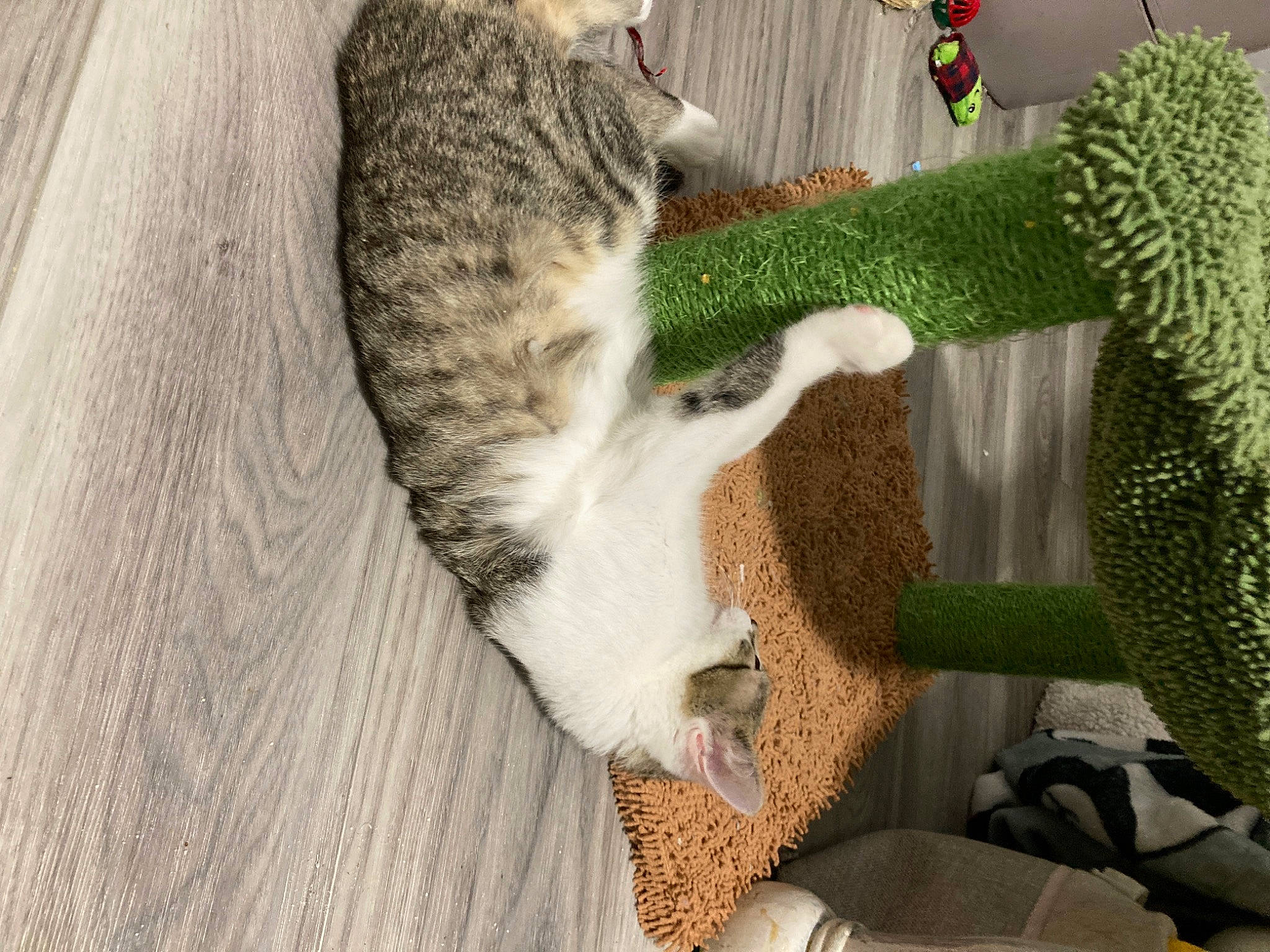 Chirp is registered to the contest to win money with this photo: carnivore, cat, claw, domestic_short_haired_cat, felidae, fruit, fur, grass, mammal, paw, plant, small_to_medium_sized_cats, snout, tail, terrestrial_plant, toy, tree, vertebrate, whiskers, wood