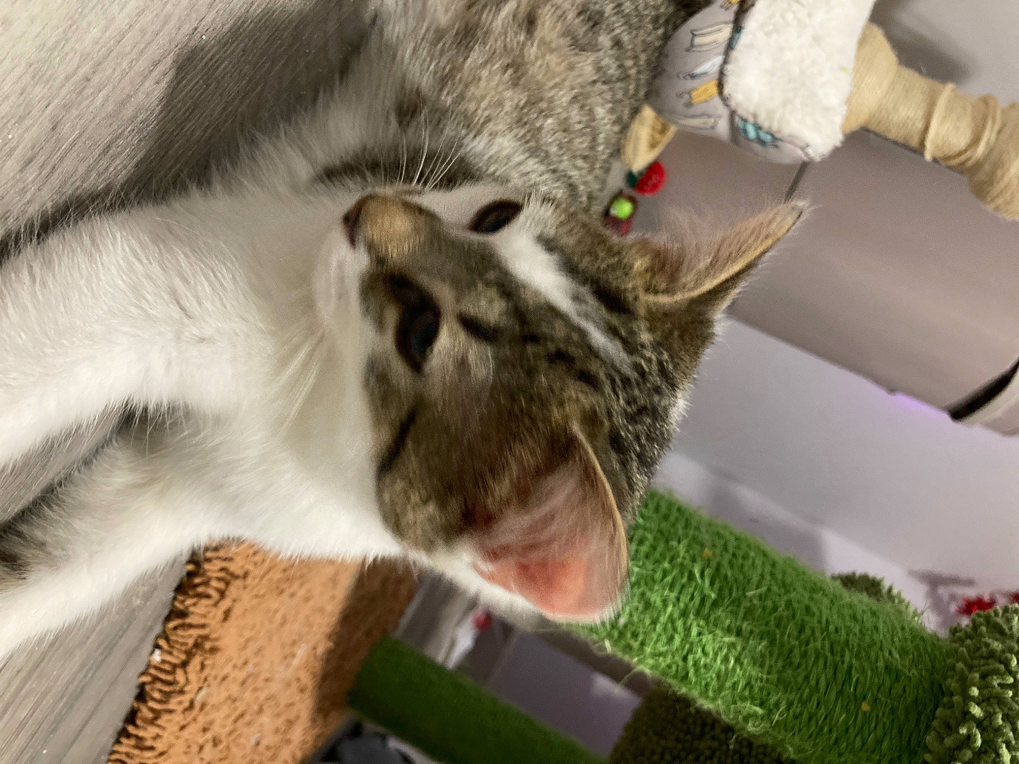 Chirp is registered to the contest to win money with this photo: carnivore, cat, cat_supply, claw, dog_breed, domestic_short_haired_cat, fawn, felidae, fur, mammal, paw, pet_supply, small_to_medium_sized_cats, snout, tail, terrestrial_animal, vertebrate, whiskers, wildlife