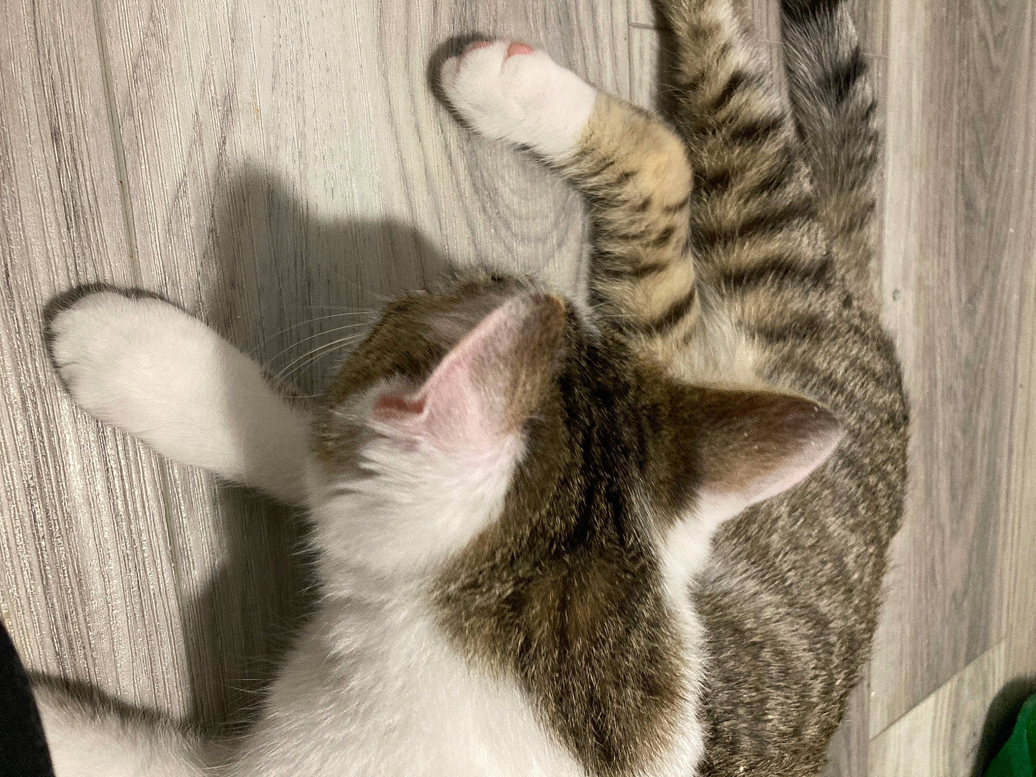 Chirp is registered to the contest to win money with this photo: carnivore, cat, claw, comfort, domestic_short_haired_cat, ear, felidae, fur, gesture, grey, monochrome, nap, pattern, paw, sleep, small_to_medium_sized_cats, snout, tail, textile, whiskers