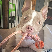Aïko a rejoint le concours — aidez-le/la à gagner de superbes lots ! dog, pet, playful, rope_toy, blue_eyes, indoor, couch, canine, animal, fur, ears, nose, mouth, paw, relaxed, looking_at_camera, domestic, companion, household, cute