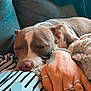 Aïko a rejoint le concours — aidez-le/la à gagner de superbes lots ! dog, sleeping, hand, rings, bracelet, striped_fabric, couch, blanket, cozy, relaxation, indoor, pet, animal, closeup, resting, furniture, comfort, home, nap, soft